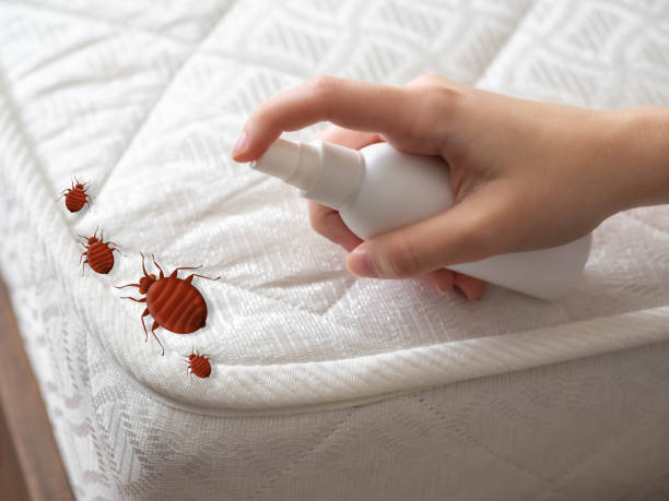 Reliable Pacific, MO Pest Control Solutions